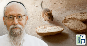 Finding Chametz on Pesach